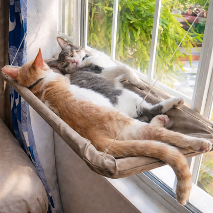 Pootr - CatLounge™ | Waarom katten dit raamhangbed direct kiezen & niet meer verlaten