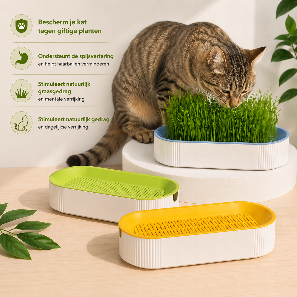 Pootr HappyGut Grass™ kattengras bakje in blauw, groen en geel, tabby kat graast uit blauw bakje, beschermt tegen giftige planten