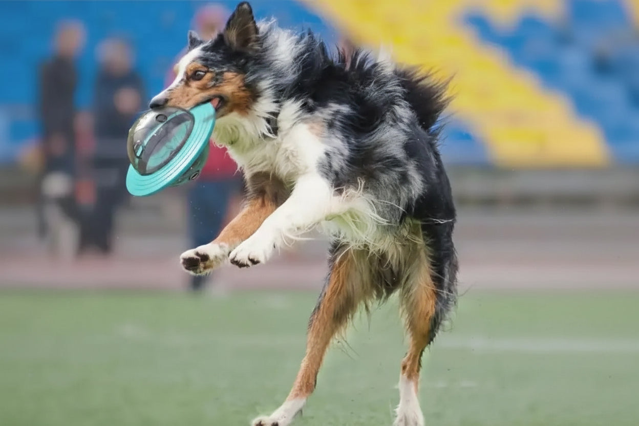 Interactive Design Dog Ball Toys Food Dispensing Pet Slow Feeder Ball Dog Enrichment Toys Dogs IQ Treat Ball Puzzle Toy